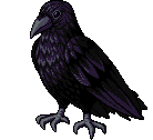 A standing raven.